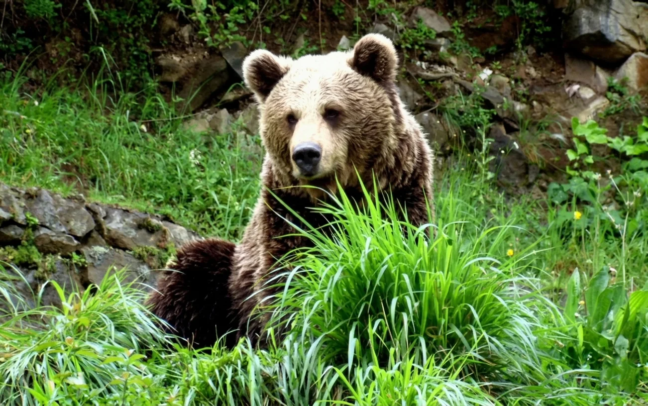 ¿Se pueden ver osos en 2026? La verdad sobre Molina